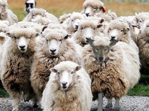 sending sheep online dating site